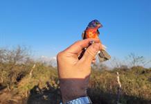 Reintegran a su hábitat a 14 passerinas siete colores en Cerro Viejo Reintegran a su hábitat a 14 passerinas siete colores en Cerro Viejo