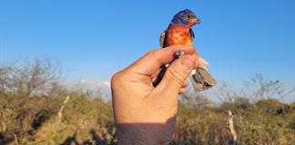 Reintegran a su hábitat a 14 passerinas siete colores en Cerro Viejo Reintegran a su hábitat a 14 passerinas siete colores en Cerro Viejo
