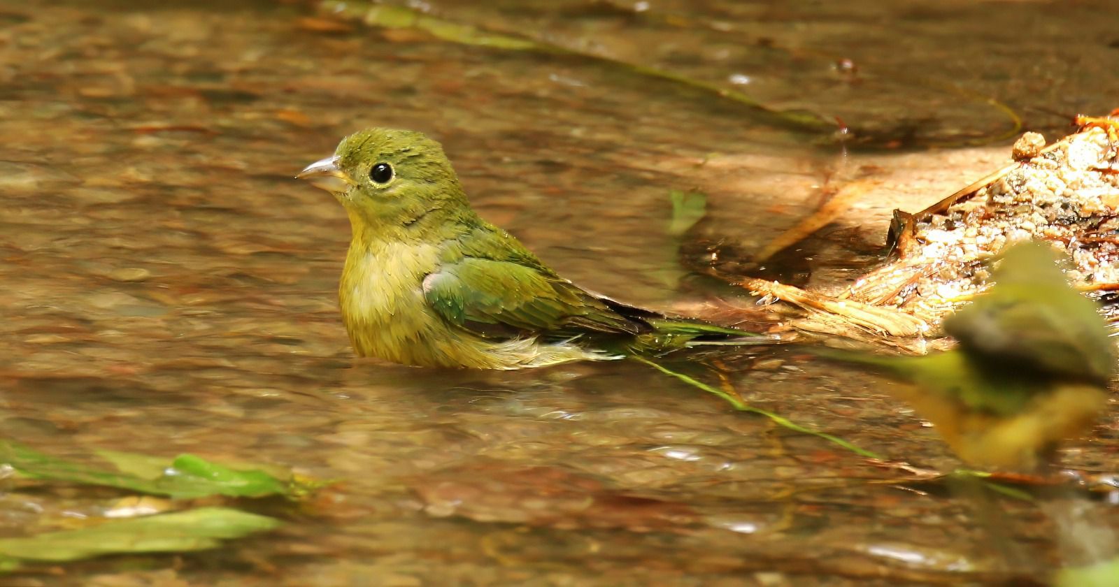 Reintegran a su hábitat a 14 passerinas siete colores en Cerro Viejo