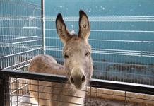 Llevan talleres para impulsar el cuidado animal entre tapatíos