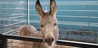 Llevan talleres para impulsar el cuidado animal entre tapat&iacute;os