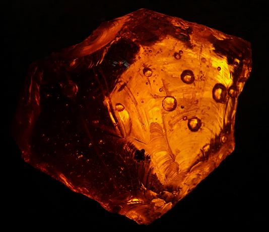 UNAM identifica &aacute;rbol f&oacute;sil que produjo resina del &aacute;mbar mexicano en Chiapas