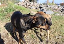 Un perro pidió ayuda y salvó a su mejor amigo en Zapopan