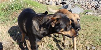 Un perro pidi&oacute; ayuda y salv&oacute; a su mejor amigo en Zapopan