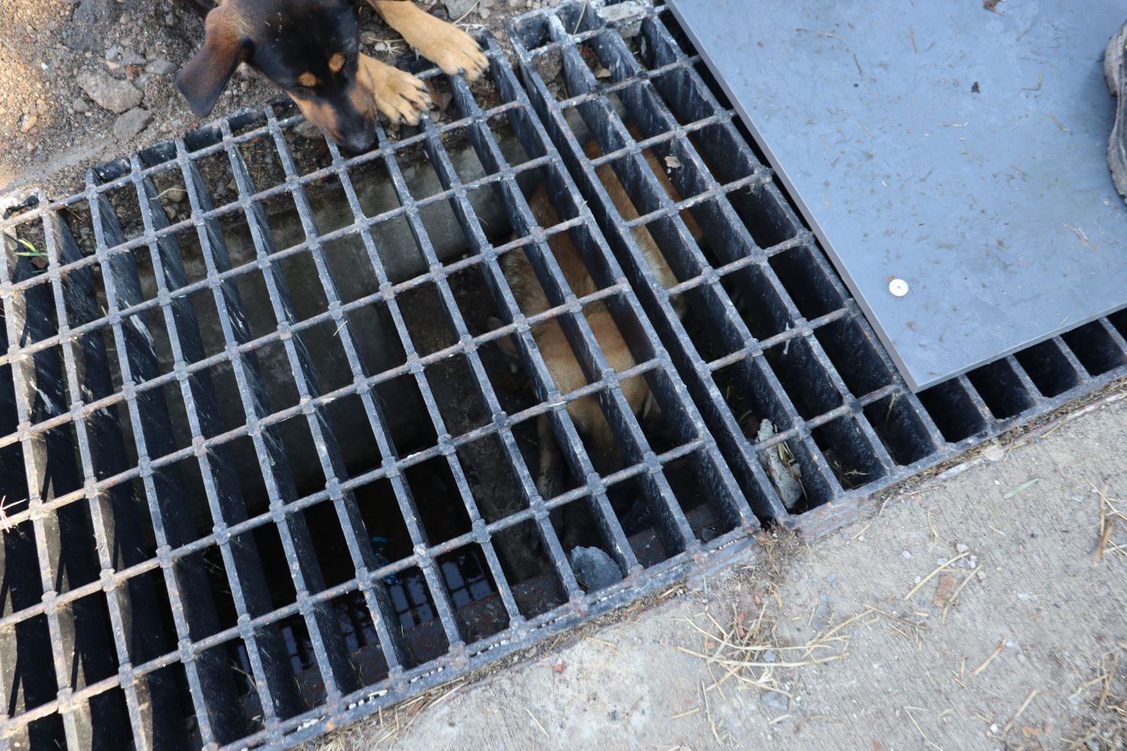 Un perro pidió ayuda y salvó a su mejor amigo en Zapopan