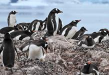 Los ping&uuml;inos de la Ant&aacute;rtida adelantan su &eacute;poca de cr&iacute;a por el cambio clim&aacute;tico