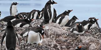 Los ping&uuml;inos de la Ant&aacute;rtida adelantan su &eacute;poca de cr&iacute;a por el cambio clim&aacute;tico