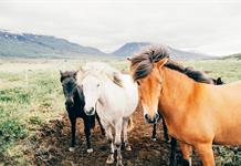 Los caballos sienten el olor del miedo en los seres humanos