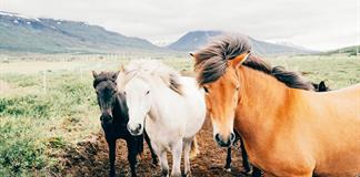 Los caballos sienten el olor del miedo en los seres humanos