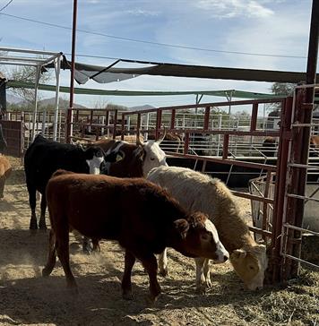 México suma 14.321 casos de gusano barrenador y acelera esfuerzos entre bloqueo de EEUU México suma 14.321 casos de gusano barrenador y acelera esfuerzos entre bloqueo de EEUU