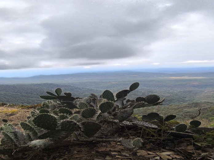 Sierra Mazati de Tapalpa es reconocida como área natural protegida