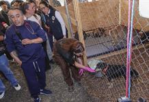 Ciudad de México amplía albergue para 454 de los más de 850 perros desalojados de refugio