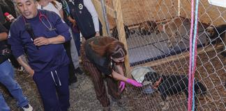 Ciudad de M&eacute;xico ampl&iacute;a albergue para 454 de los m&aacute;s de 850 perros desalojados de refugio