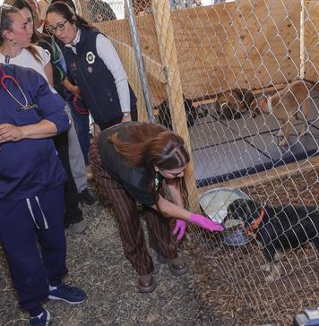 Ciudad de México amplía albergue para 454 de los más de 850 perros desalojados de refugio Ciudad de México amplía albergue para 454 de los más de 850 perros desalojados de refugio