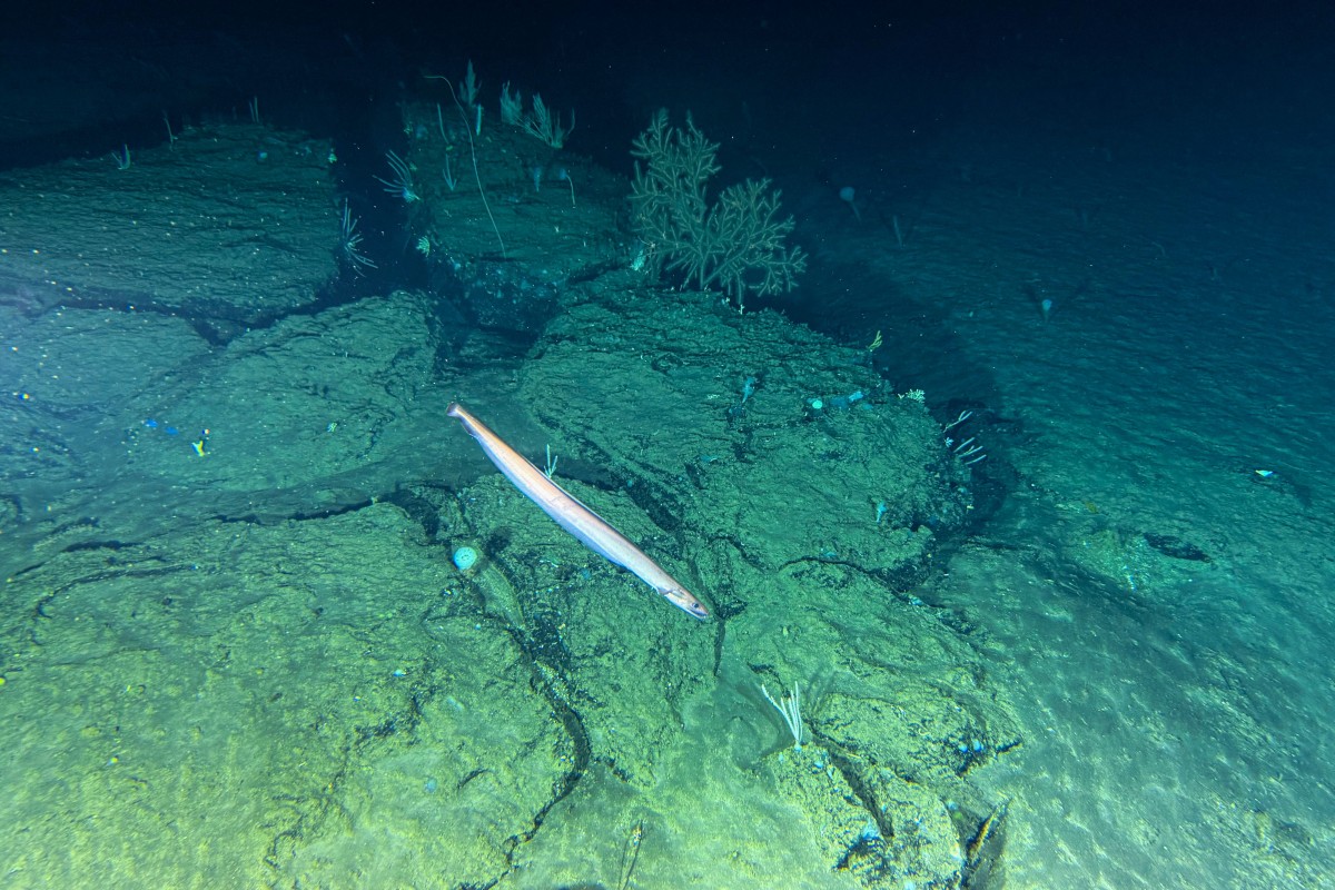 Sabemos muy poco: un sumergible revela detalles del fondo marino