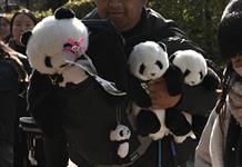 Los dos &uacute;ltimos pandas de Jap&oacute;n abandonan el pa&iacute;s rumbo a China