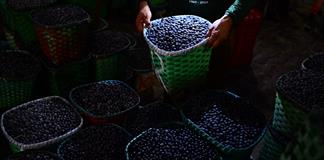 Frente a la biopiratería, Brasil defiende su açaí amazónico