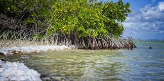 Tribunal neerlandés ordena a Países Bajos proteger a Bonaire del cambio climático Tribunal neerlandés ordena a Países Bajos proteger a Bonaire del cambio climático