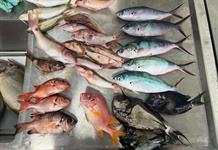 Los microplásticos llegan hasta los peces de islas remotas del Pacífico como Fiyi Los microplásticos llegan hasta los peces de islas remotas del Pacífico como Fiyi