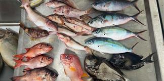 Los microplásticos llegan hasta los peces de islas remotas del Pacífico como Fiyi Los microplásticos llegan hasta los peces de islas remotas del Pacífico como Fiyi