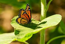 La cifra de mariposas monarca sigue en 