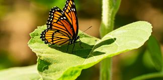 La cifra de mariposas monarca sigue en m&iacute;nimos hist&oacute;ricos en EEUU pese a ligero repunte