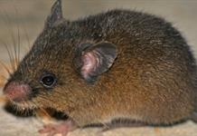 Hallan nueva especie de pequeño roedor en los Andes de Perú Hallan nueva especie de pequeño roedor en los Andes de Perú