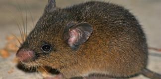 Hallan nueva especie de peque&ntilde;o roedor en los Andes de Per&uacute;