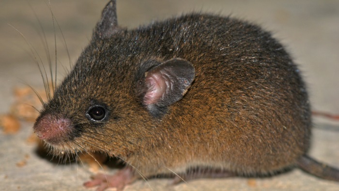 Hallan nueva especie de pequeño roedor en los Andes de Perú Hallan nueva especie de pequeño roedor en los Andes de Perú