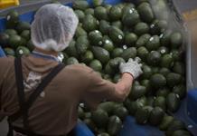 La extorsión golpea hasta en 5 % cadena de valor del aguacate, la estrella del Super Bowl