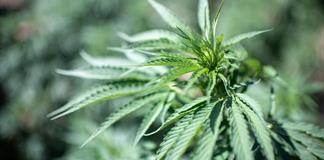 El c&aacute;nnabis aumenta la inflamaci&oacute;n cerebral en episodios psic&oacute;ticos, seg&uacute;n un estudio