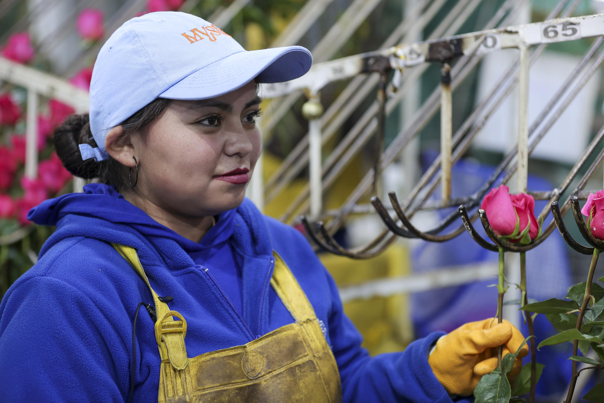 El viaje de millones de rosas de Ecuador: de los Andes al mundo para celebrar San Valentín