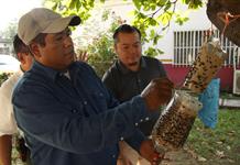 Sader intensifica operativo para frenar gusano barrenador en Tamaulipas