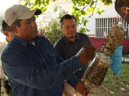 Sader intensifica operativo para frenar gusano barrenador en Tamaulipas