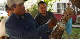 Sader intensifica operativo para frenar gusano barrenador en Tamaulipas