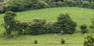 Universidad Kaiserslautern alerta sobre toxicidad de plaguicidas en agricultura