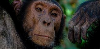 Los simios, como los humanos, tienen imaginaci&oacute;n y saben fingir
