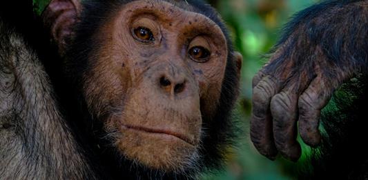 Los simios, como los humanos, tienen imaginación y saben fingir