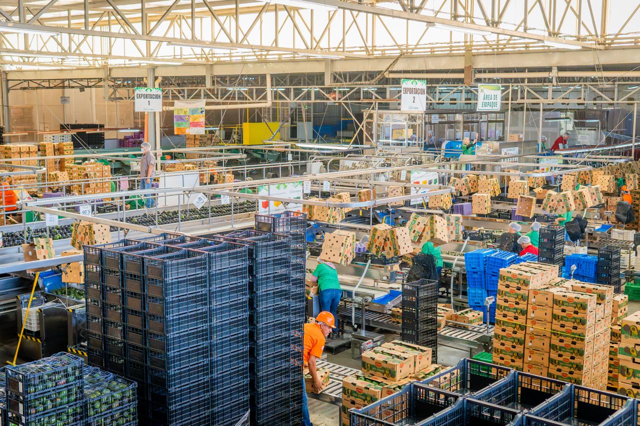 El aguacate mexicano, la otra estrella que domina la Super Bowl