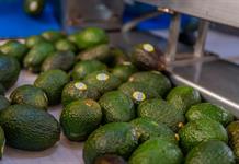 El aguacate mexicano, la otra estrella que domina la Super Bowl