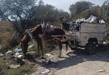 Experta recomienda monta creativa, cabalgata o charrería como destino de animales de tiro usado por carretoneros