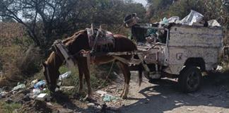 Experta recomienda monta creativa, cabalgata o charrer&iacute;a como destino de animales de tiro usado por carretoneros