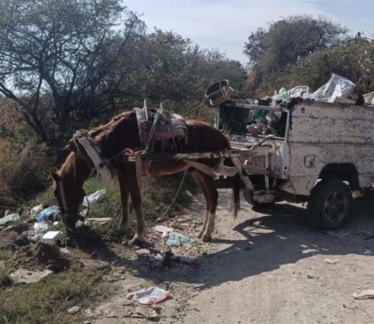 Experta recomienda monta creativa, cabalgata o charrer&iacute;a como destino de animales de tiro usado por carretoneros