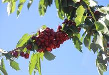 Cooperación comercial más estrecha entre China y América Latina y el Caribe beneficia a ambas partes