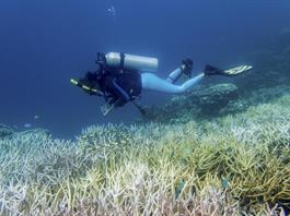 Ola de calor blanque&oacute; en tres a&ntilde;os 50% de los corales, que ahora enfrentan una crisis peor