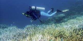 Ola de calor blanque&oacute; en tres a&ntilde;os 50% de los corales, que ahora enfrentan una crisis peor