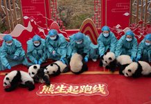 Debutan 30 cachorros de panda recién nacidos en video de felicitación por Año Nuevo chino