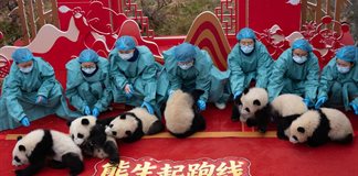 Debutan 30 cachorros de panda reci&eacute;n nacidos en video de felicitaci&oacute;n por A&ntilde;o Nuevo chino