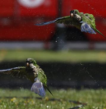 M&eacute;xico recibe de EEUU once loros de frente blanca luego de traslado ilegal