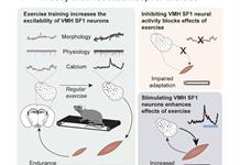 La ciencia descubre por qu&eacute; hacer ejercicio hace que te sientas mejor